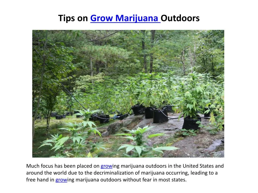 tips on grow marijuana outdoors