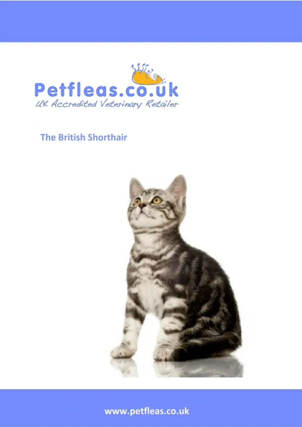 Cat Breeds: The British Shorthair