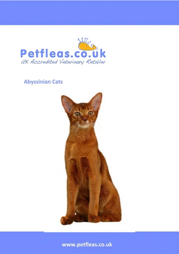 Cat Breeds: The Abyssinian