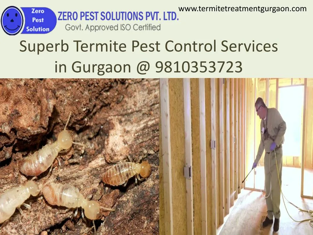 superb termite pest control services in gurgaon @ 9810353723