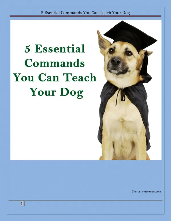 5 Essential Commands You Can Teach Your Dog