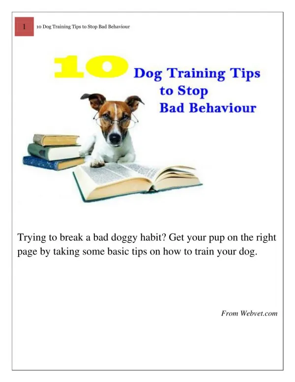 10 Dog Training Tips to Stop Bad Behaviour