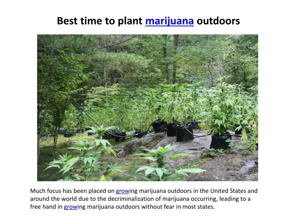 best time to plant marijuana outdoors