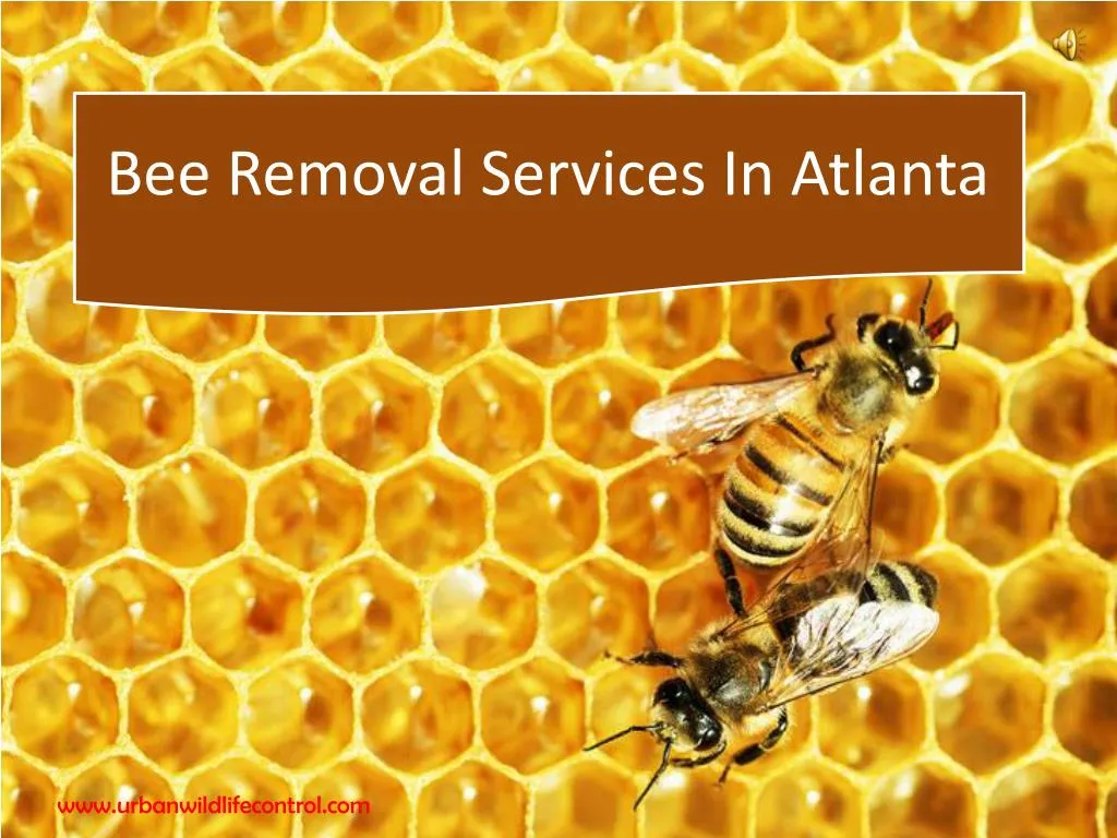 bee removal services in atlanta