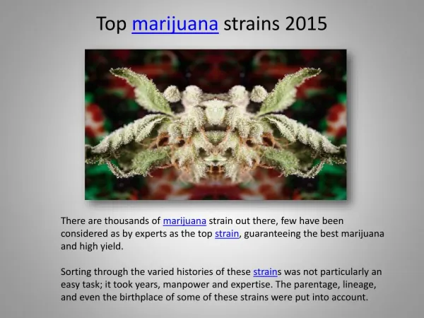 Top Marijuana strains 2015