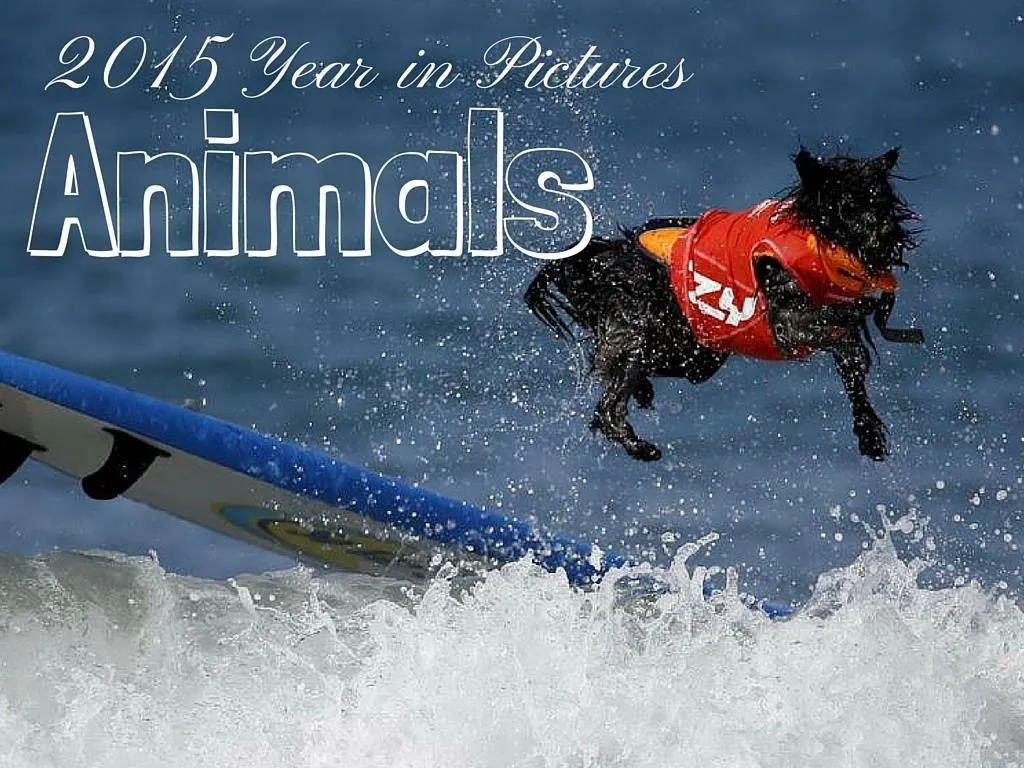2015 year in pictures animals