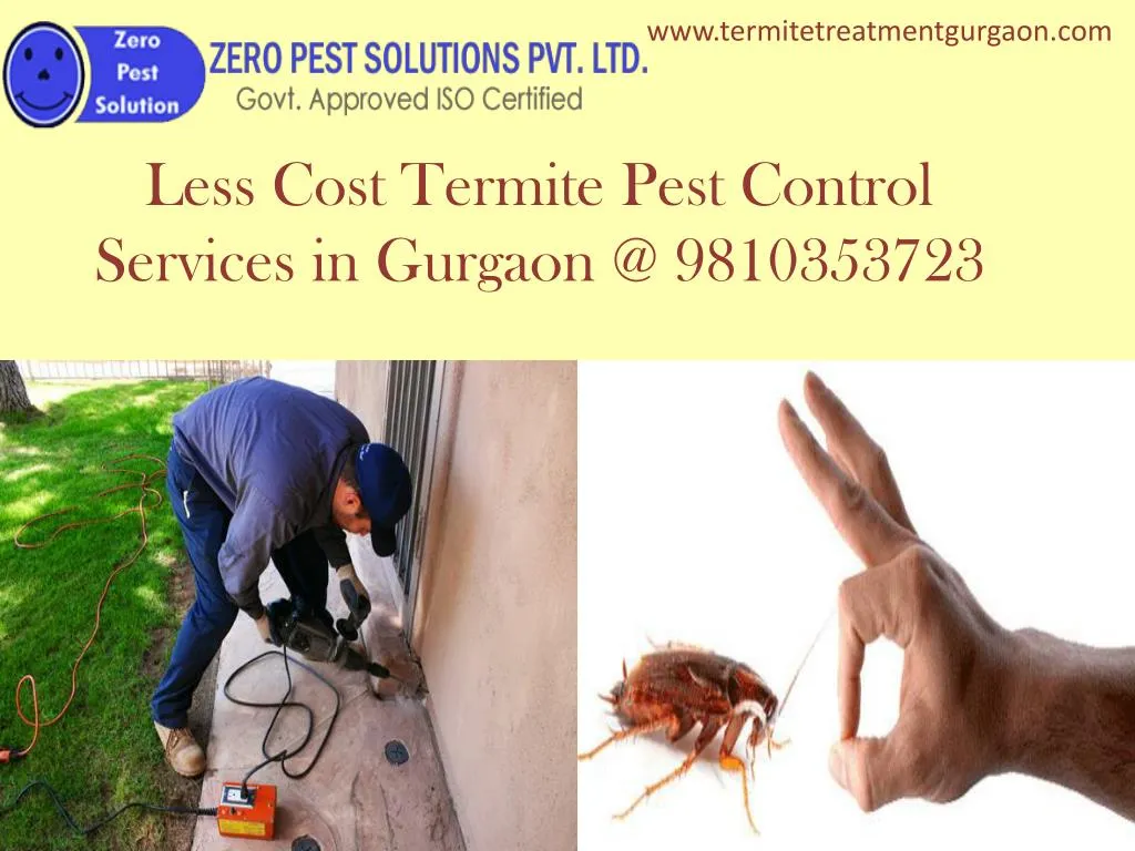 less cost termite pest control services in gurgaon @ 9810353723