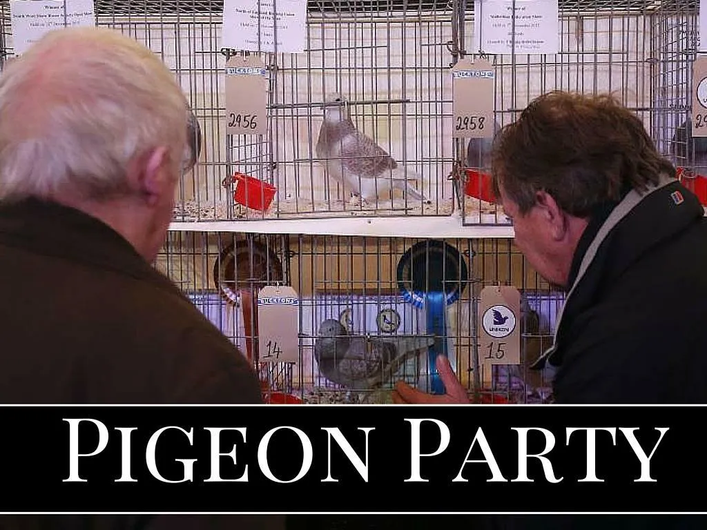 pigeon party