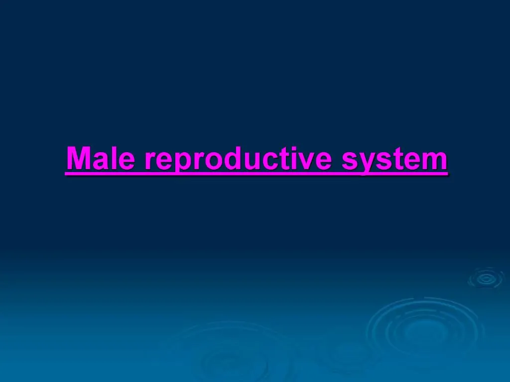 PPT Male Reproductive System PowerPoint Presentation Free Download