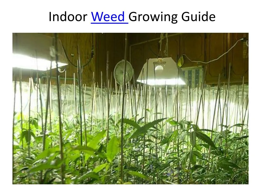 indoor weed growing guide