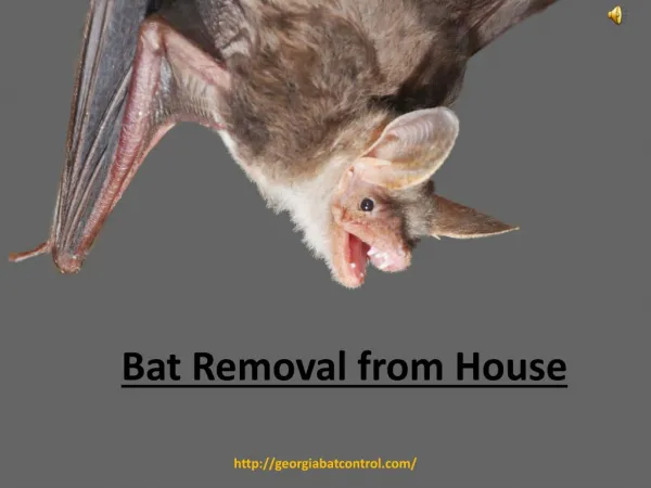 Removal of Bat From House