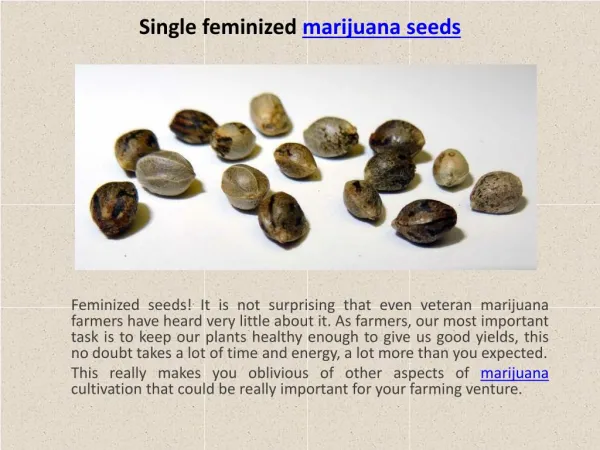 single feminized marijuana seeds