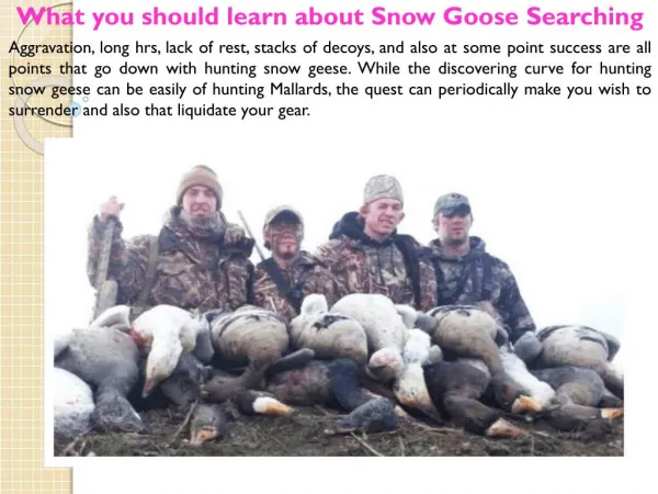 What you should learn about Snow Goose Searching
