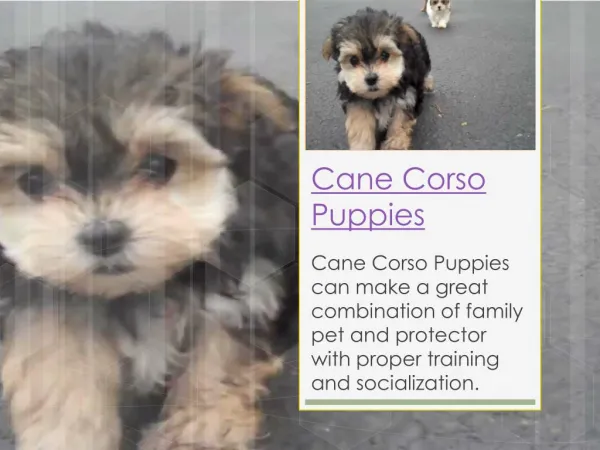 Cane Corso Puppy