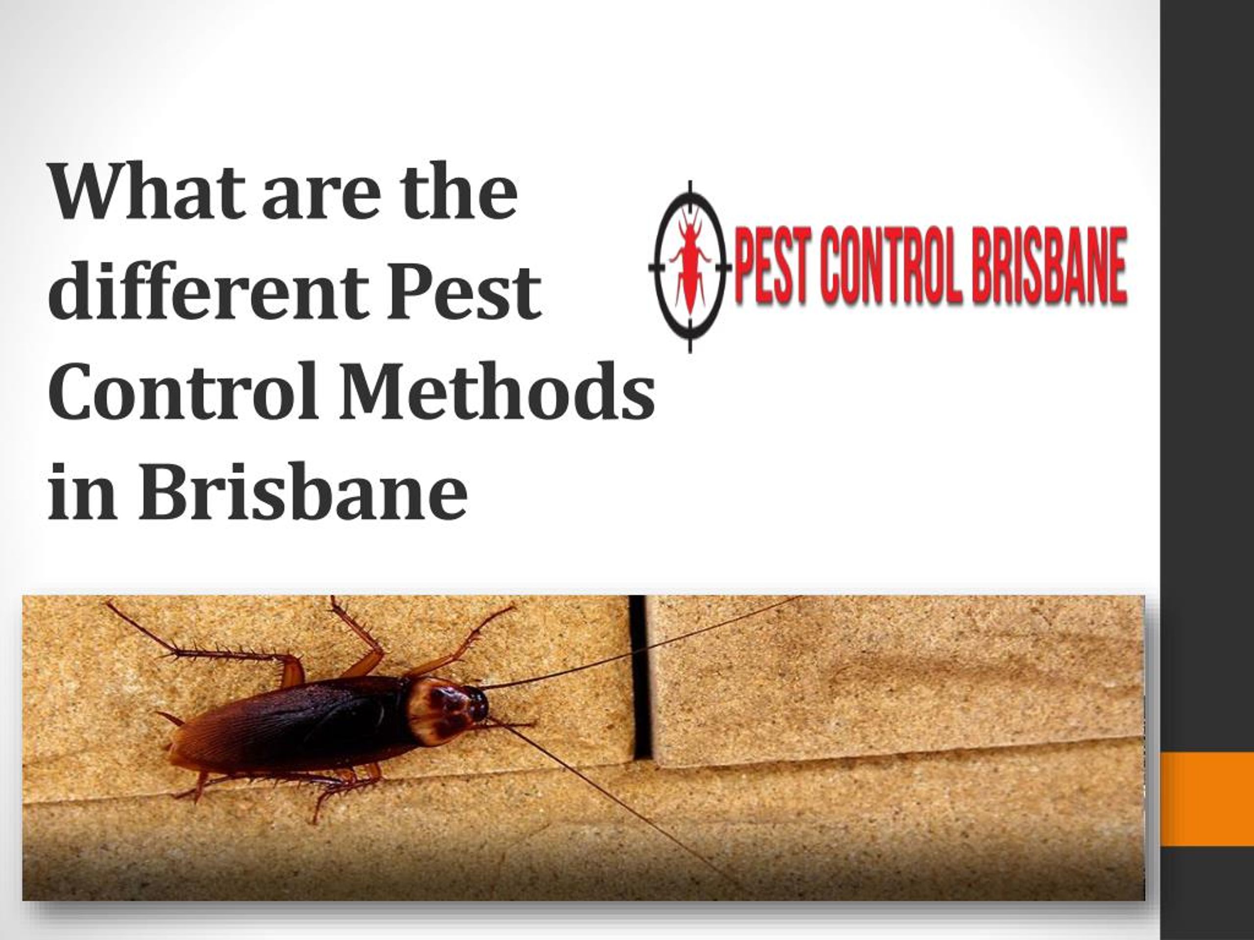PPT - What are the different Pest Control Methods in Brisbane ...