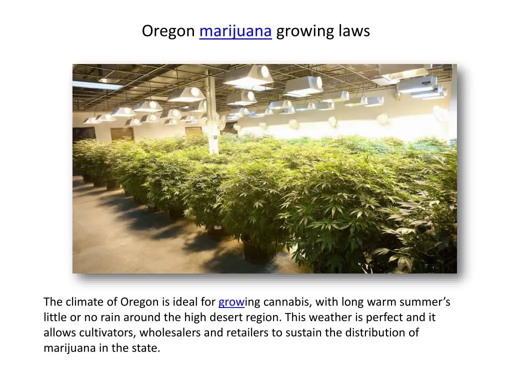 oregon marijuana growing laws