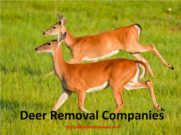 Deer Removal Companies