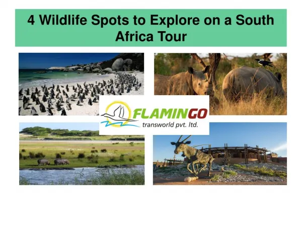 4 Wildlife Spots To Explore On A South Africa Tour