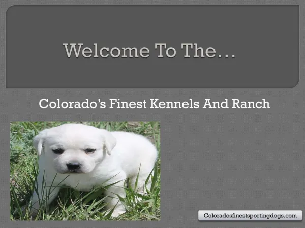 Colorado’s Finest Kennel And Ranch: The Best Place to Buy Pet for Home