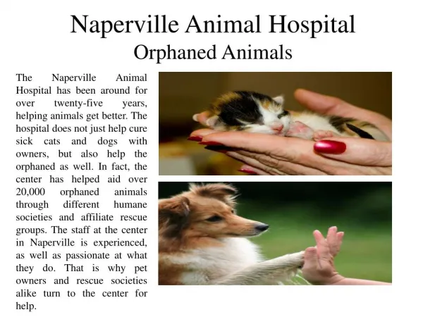 Naperville animal hospital orphaned animals