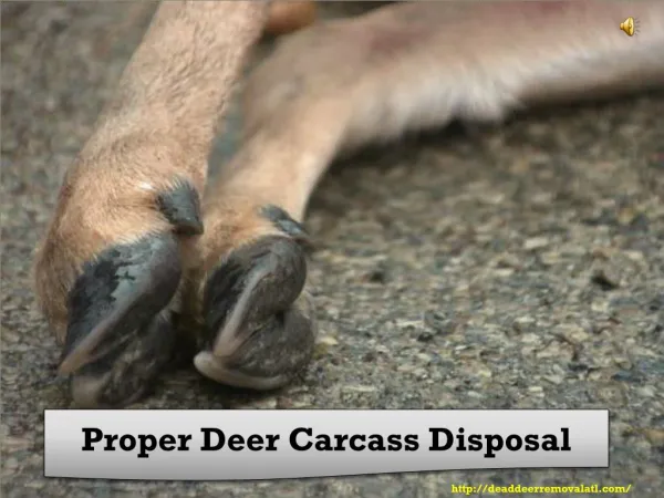 Proper Deer Carcass Disposal