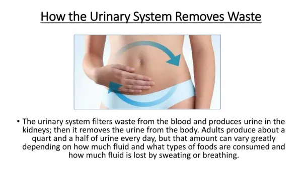 How the Urinary System Removes Waste