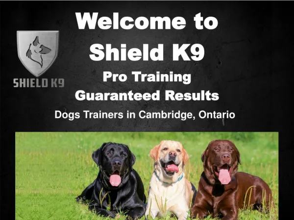 Shield K9 – Dog & Puppy Training Classes Kitchener/Waterloo