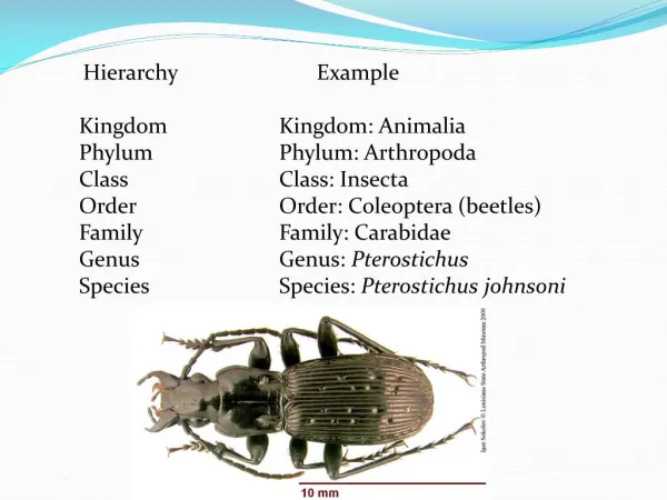 Hierarchy Example Kingdom Kingdom : Animalia Phylum Phylum : Arthropoda