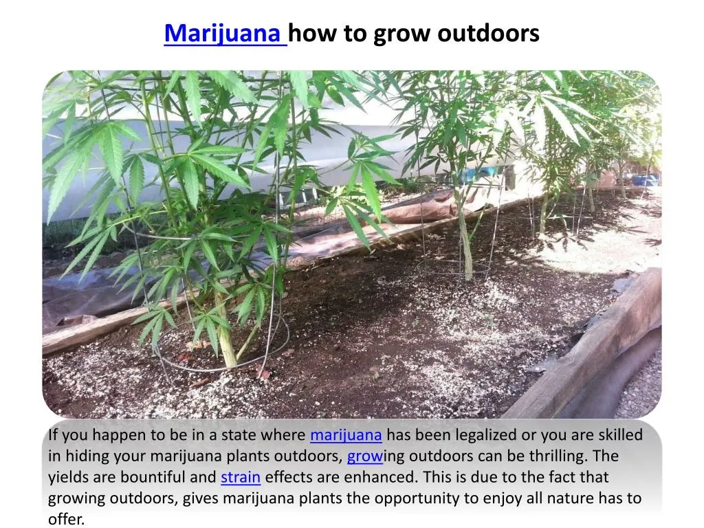 marijuana how to grow outdoors