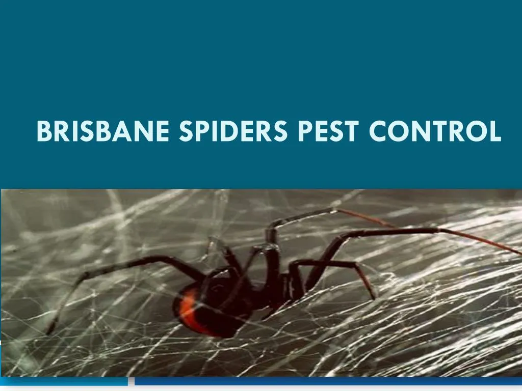 brisbane spiders pest control
