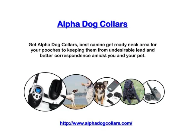 Alpha Dog Collars