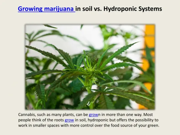 Growing marijuana in soil vs. Hydroponic Systems
