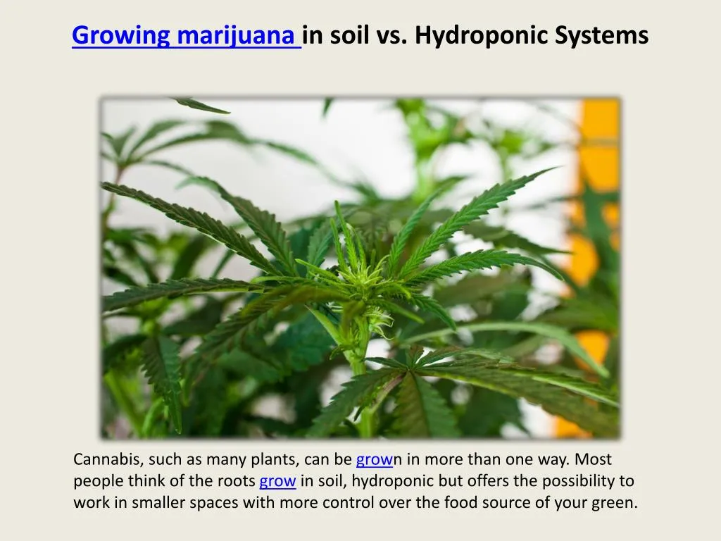 growing marijuana in soil vs hydroponic systems