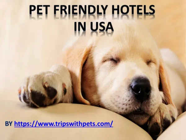 Pet-Friendly Policies Pet-Friendly Hotels Guide