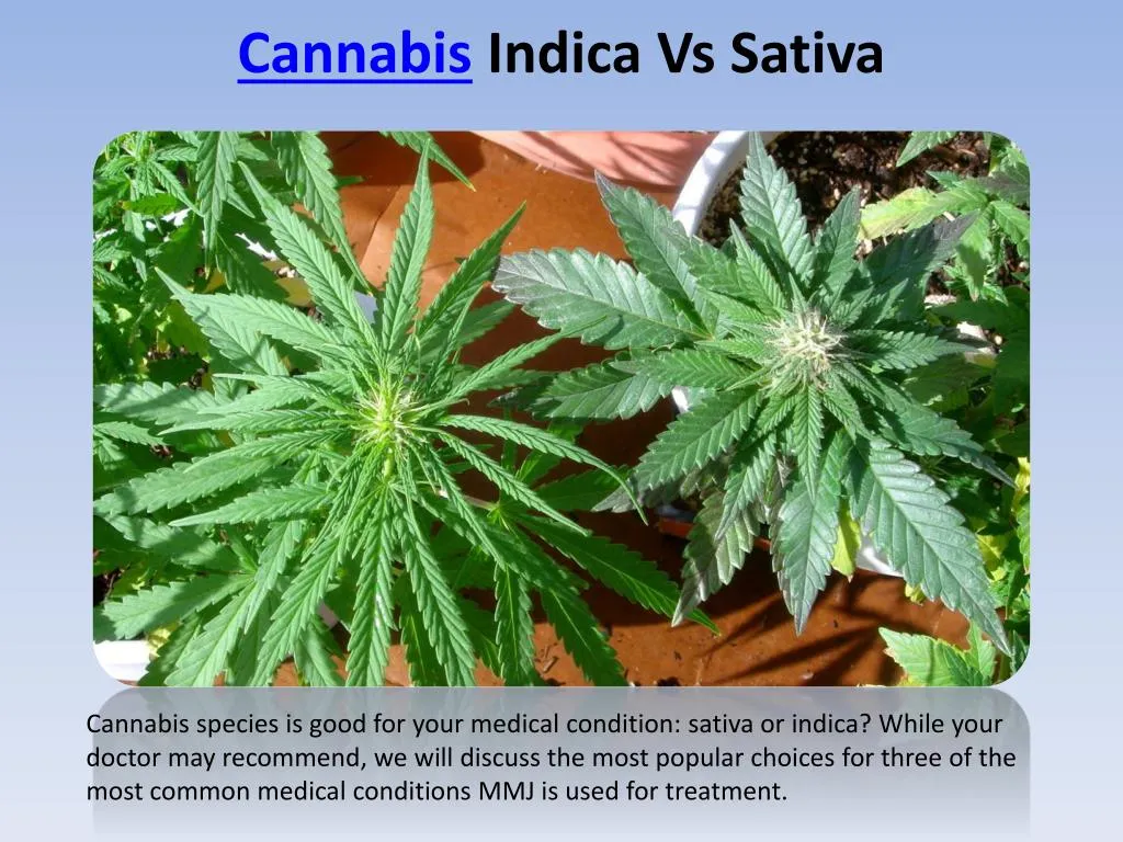 cannabis indica vs sativa