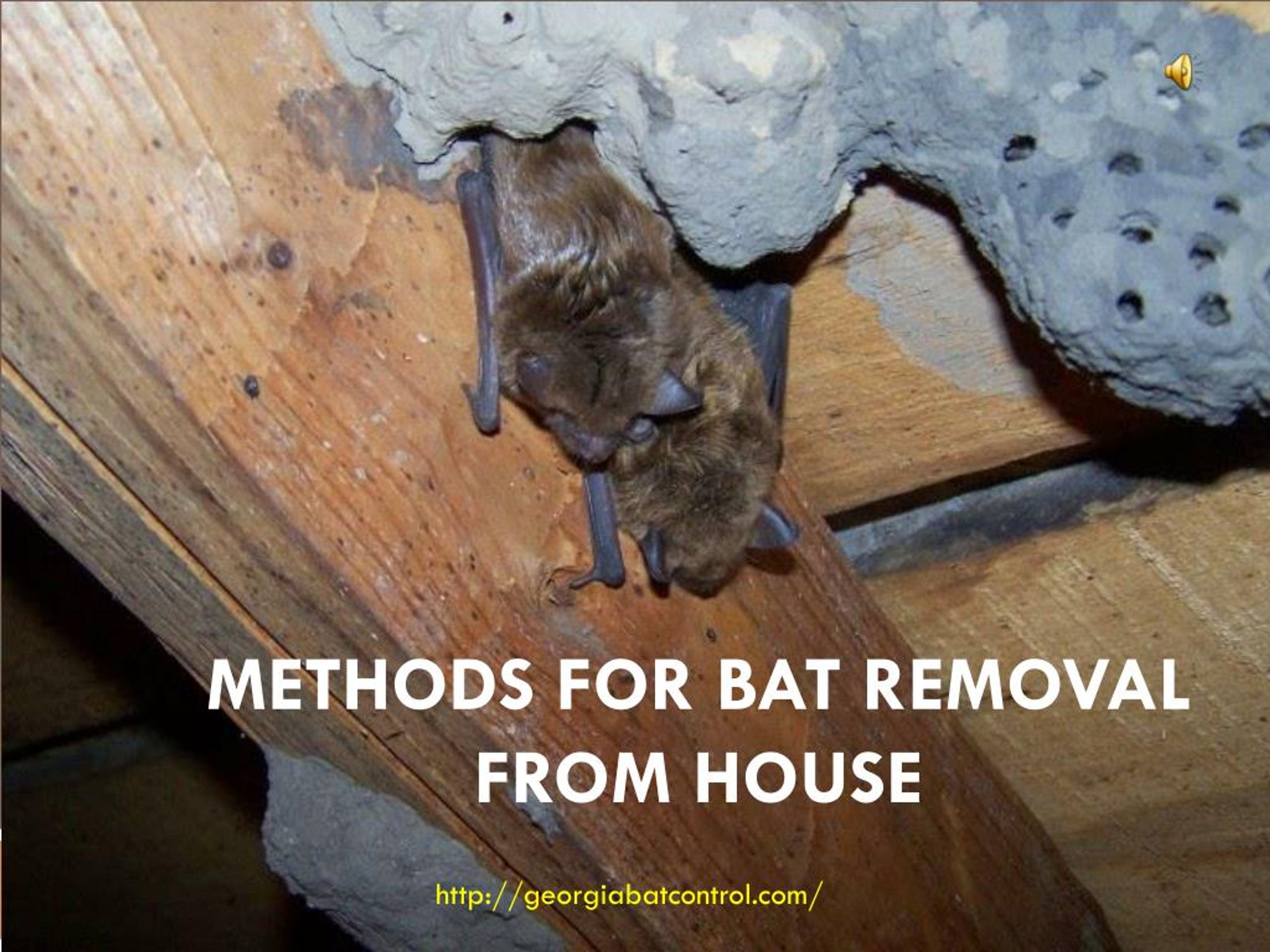 PPT - Methods for Bat Removal From House PowerPoint Presentation, free ...