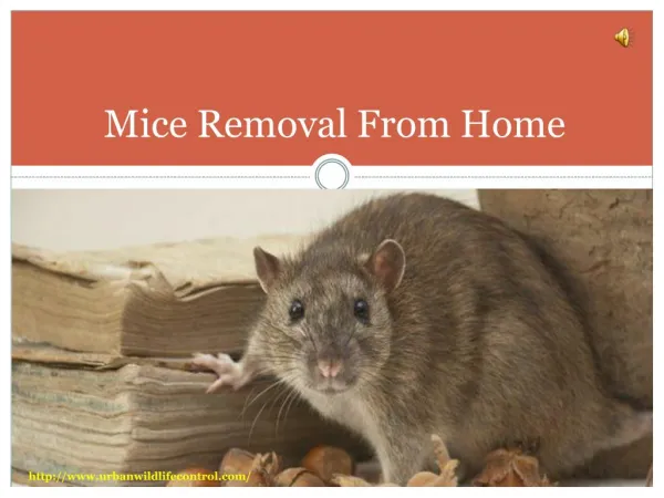 Mice Removal From Home