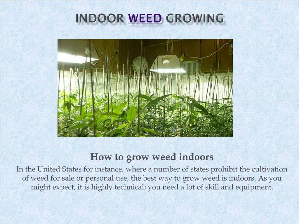 indoor weed growing