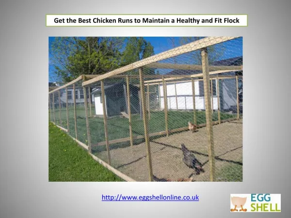 Get the Best Chicken Runs to Maintain a Healthy and Fit Flock