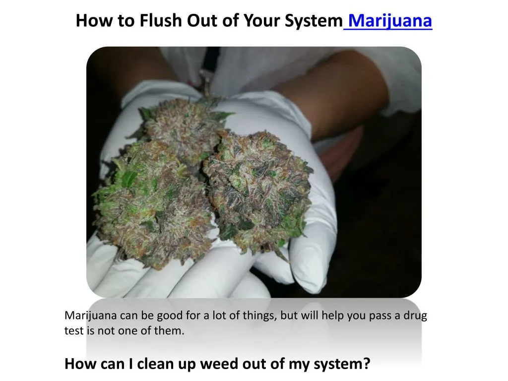 how to flush out of your system marijuana