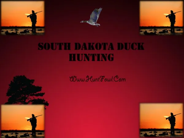 South Dakota Duck Hunting