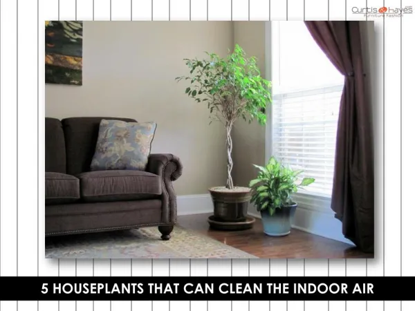 5 Houseplants that Can Clean the Indoor Air