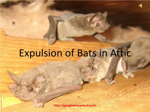 Expulsion of Bats in Attic