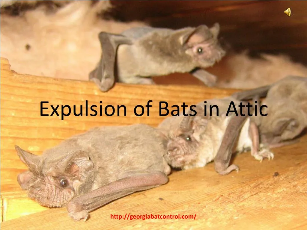 expulsion of bats in attic