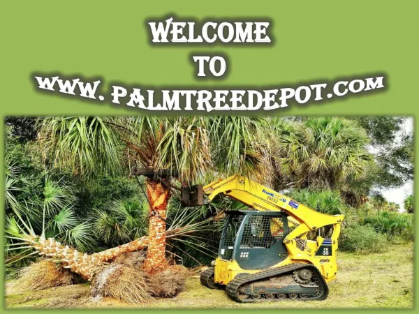 Sabal Palm Trees for Sale in South Carolina at Palm Tree Depot