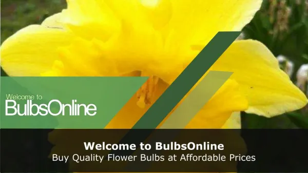 Buy Hyacinth and Tulip Bulbs Online in Australia