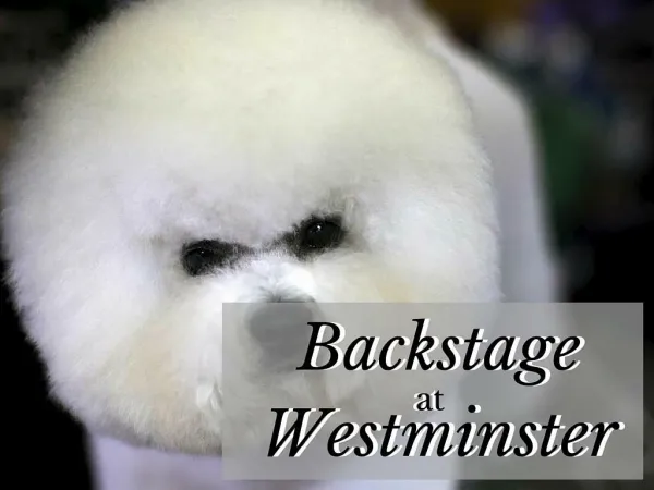 backstage at westminster
