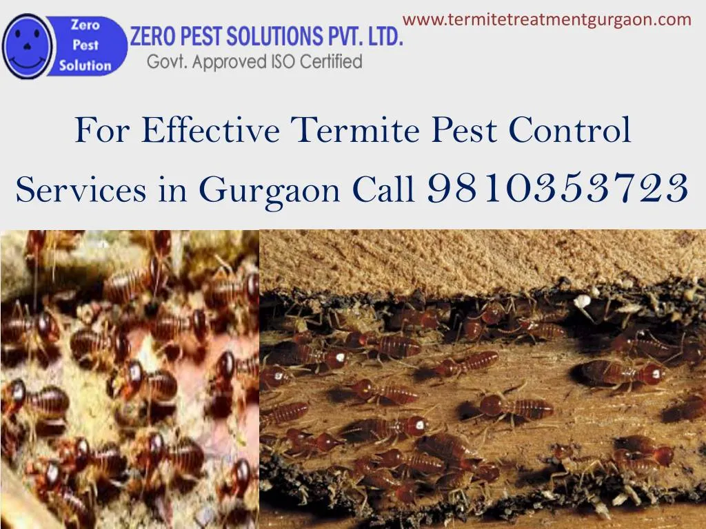 for effective termite pest control services in gurgaon call 9810353723