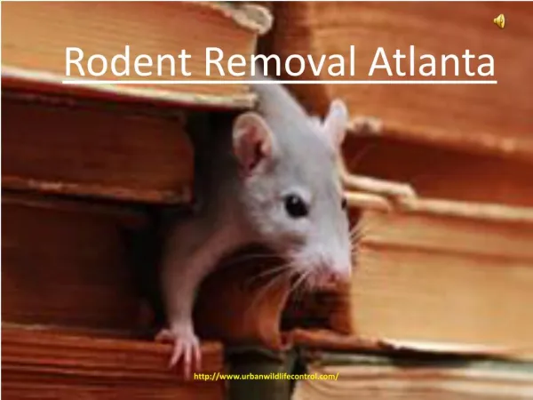 Rodent Removal Atlanta