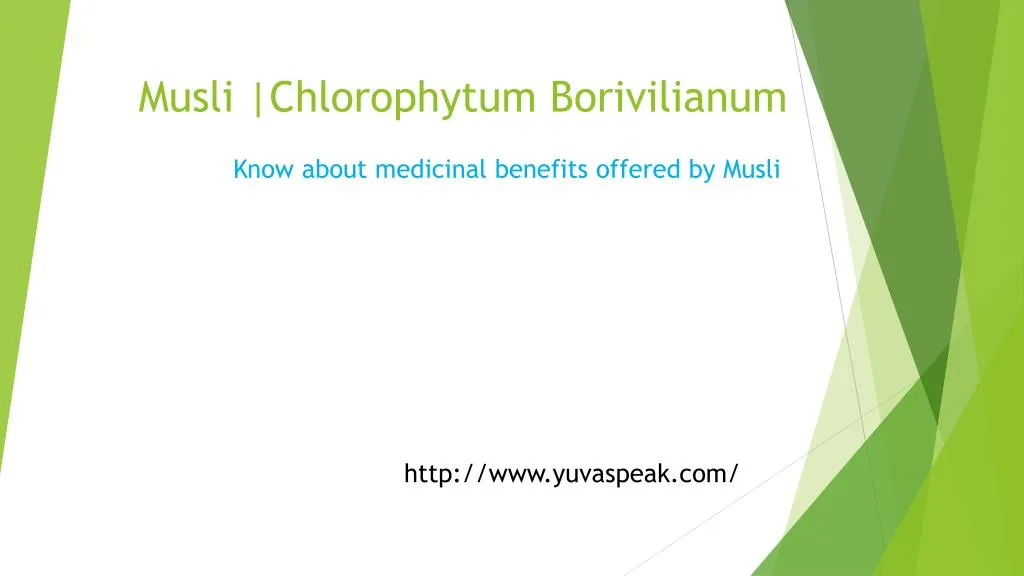 musli chlorophytum borivilianum